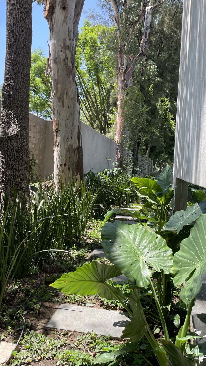Sendero de jardín entre árboles maduros y hojas de gran formato